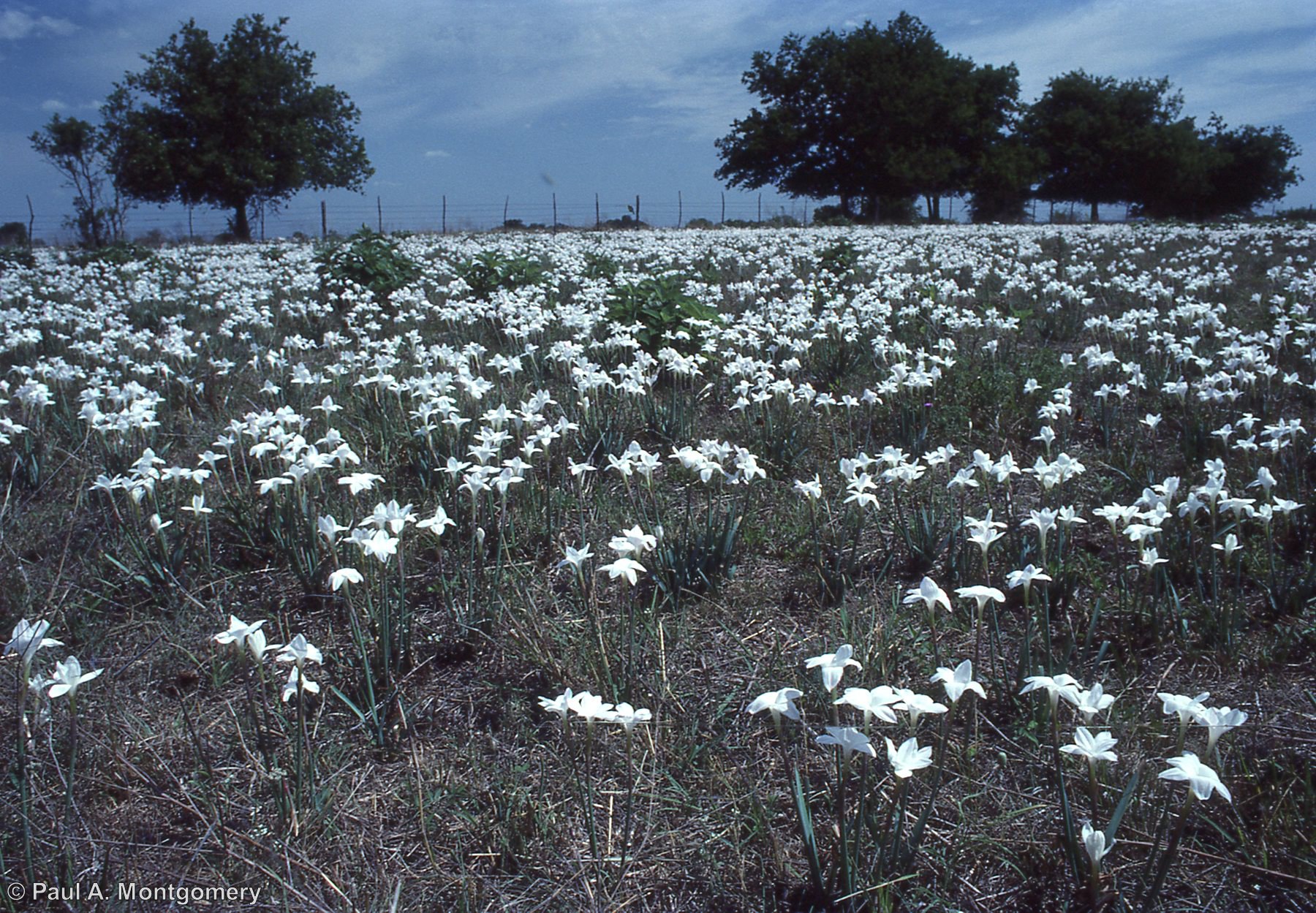 Zephyranthes chlorosolen - Native Plant Society of Texas