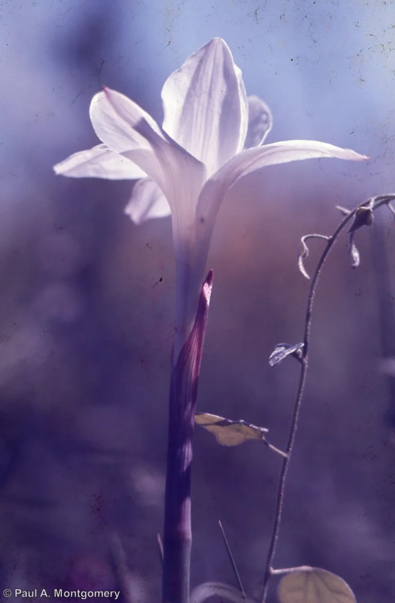 Photo Credit: Paul Montgomery