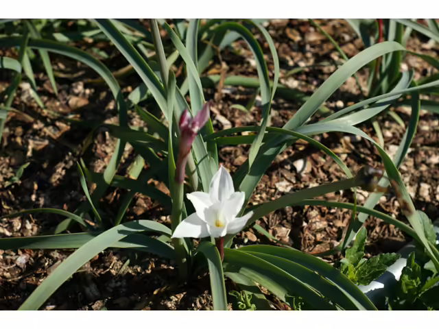 Photo Credit: Mathews, Ray, https://www.wildflower.org/gallery/result.php?id_image=38082