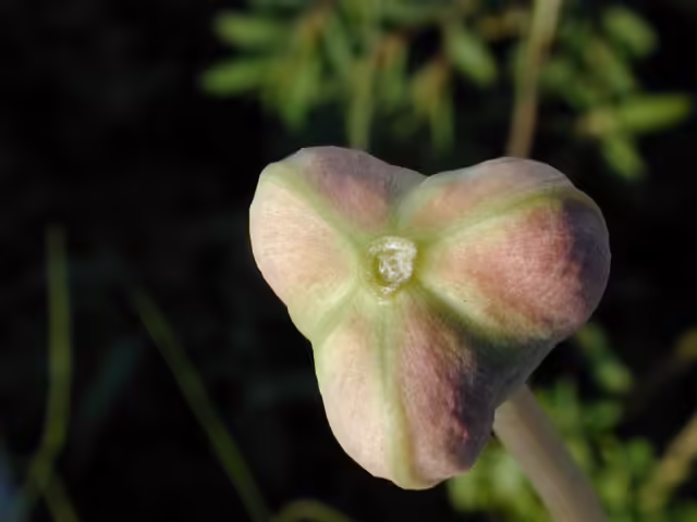 Photo Credit: Marcus, Joseph A., https://www.wildflower.org/gallery/result.php?id_image=12189