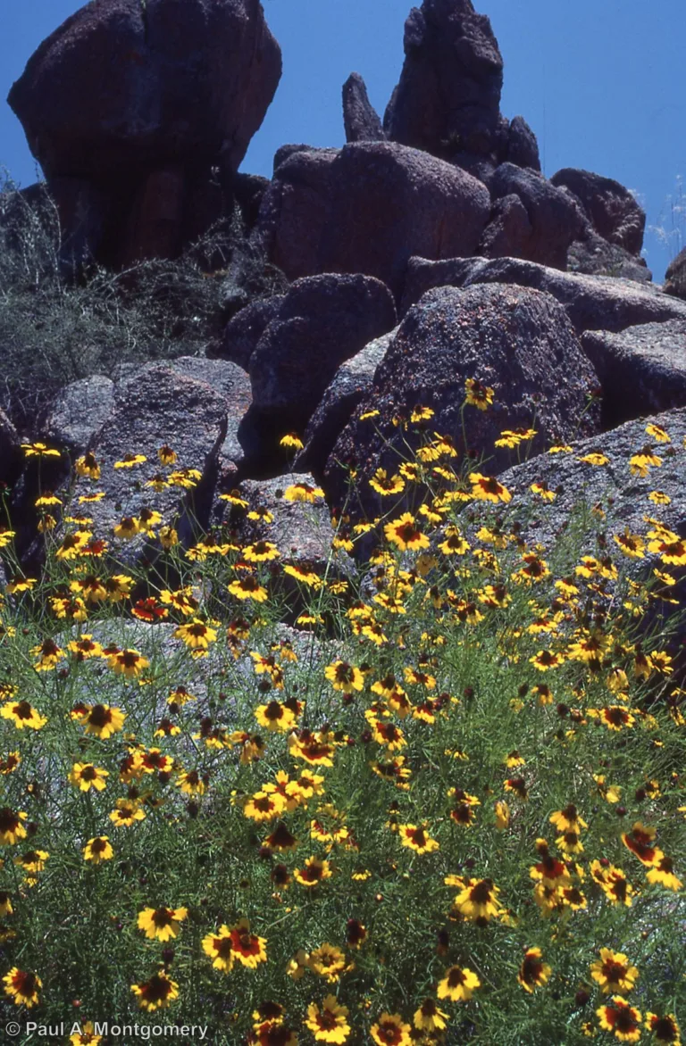 Photo Credit: Paul Montgomery