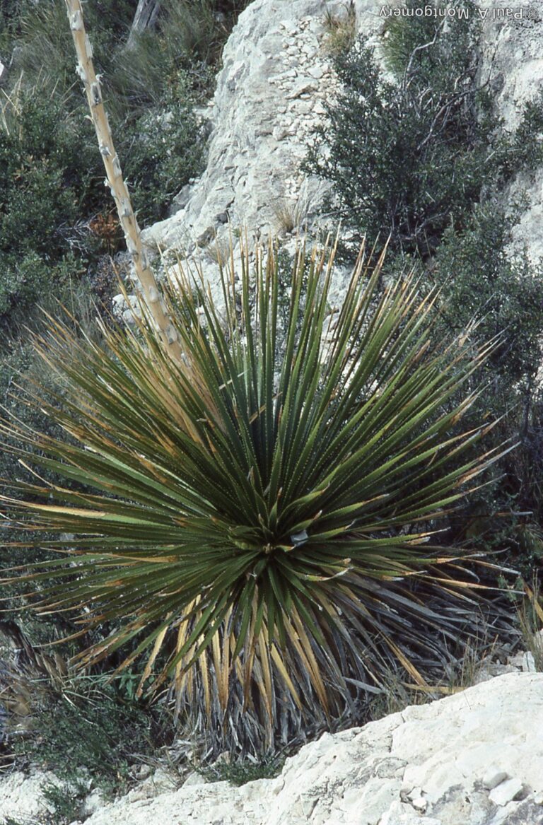 Photo Credit: Paul Montgomery