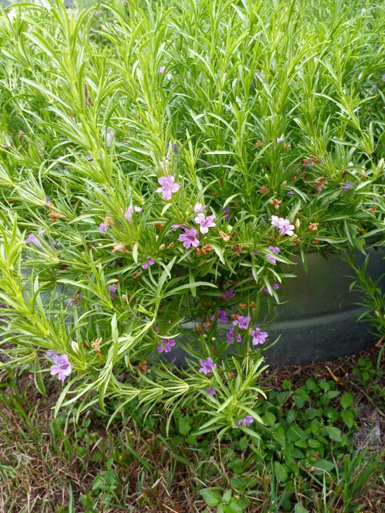 Photo Credit: Claire Sorenson