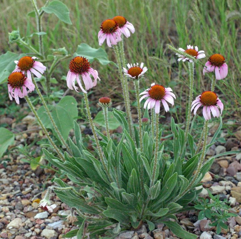 Paul Rothrock, https://portal.torcherbaria.org/portal/taxa/index.php?taxon=Echinacea+angustifolia&formsubmit=Search+Terms