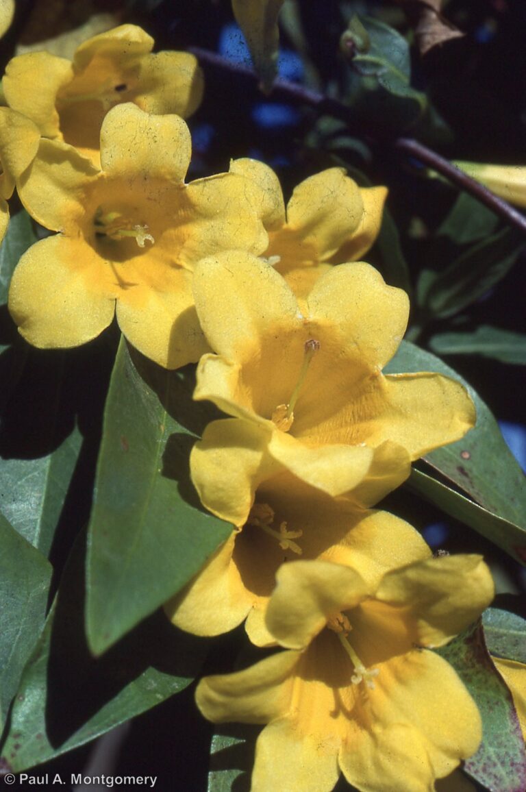 Photo Credit: Paul Montgomery