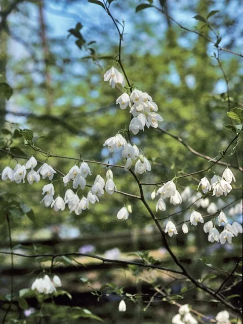 Photo Credit: Wasowski, Sally and Andy, https://www.wildflower.org/gallery/result.php?id_image=22652