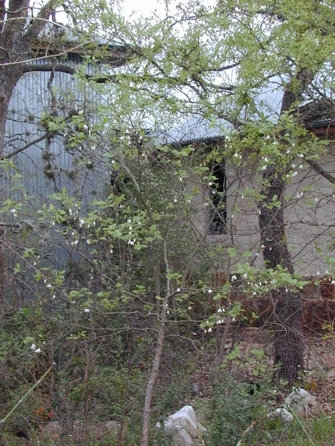 Photo Credit: Marcus, Joseph A., https://www.wildflower.org/gallery/result.php?id_image=12844