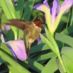 Picture of a Iris brevicaulis with hummingbird