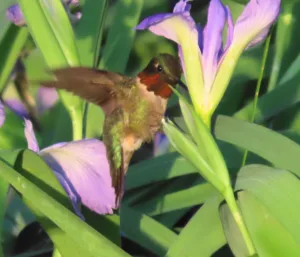 Picture of a Iris brevicaulis with hummingbird