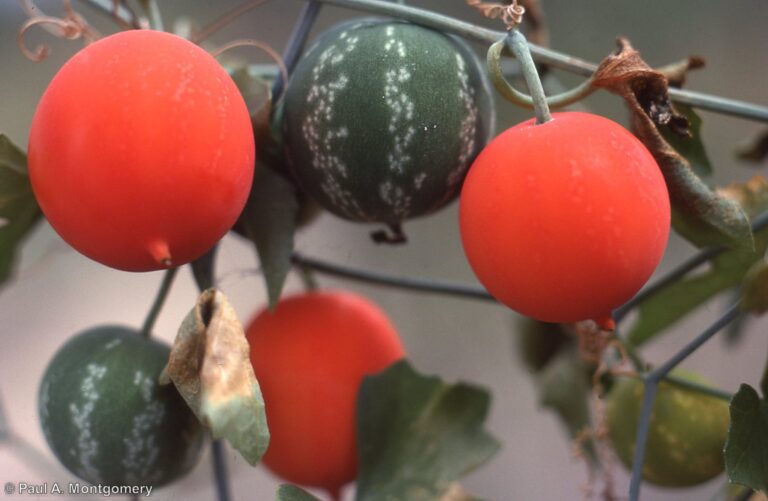 Photo Credit: Paul Montgomery