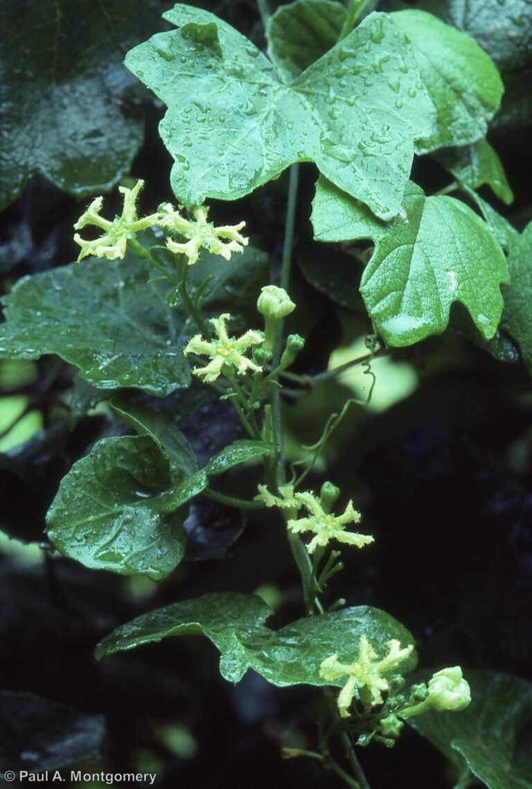 Photo Credit: Paul Montgomery