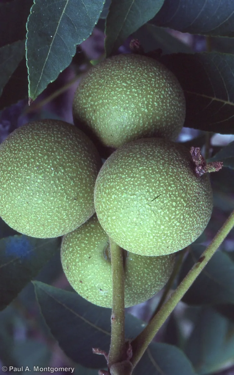 Photo Credit: Paul Montgomery