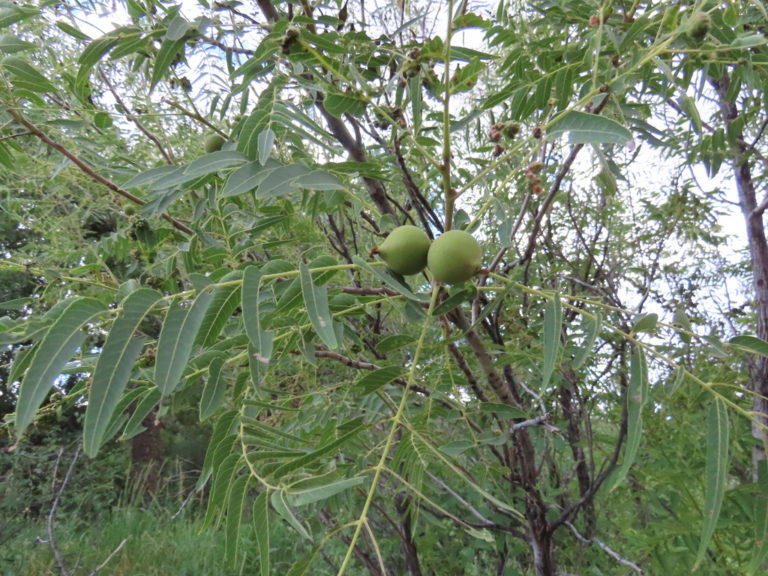 Photo Credit: Claire Sorenson