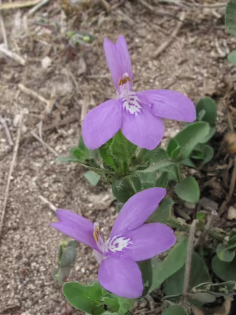 Photo Credit: Cressler, Alan, https://www.wildflower.org/gallery/result.php?id_image=43335