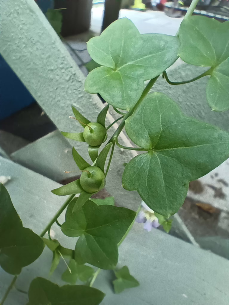 Photo Credit: Claire Sorenson