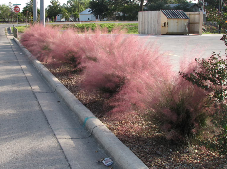 Photo Credit: Deedy Wright