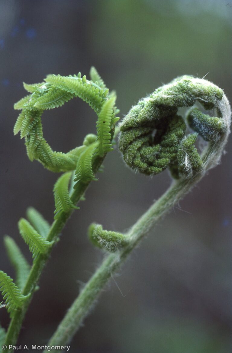 Photo Credit: Paul Montgomery