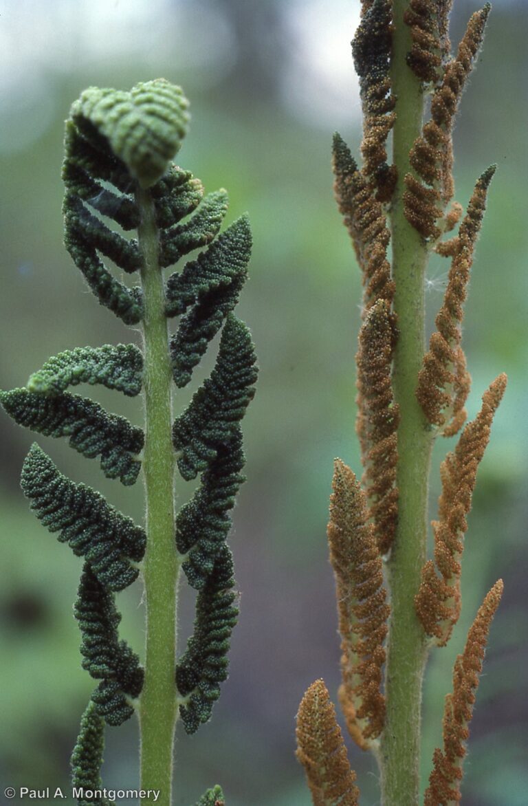 Photo Credit: Paul Montgomery