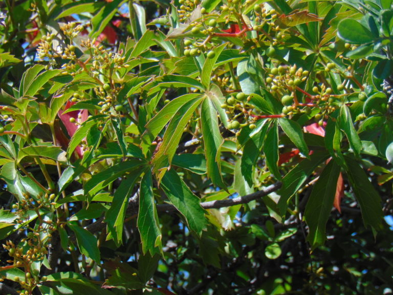 Photo Credit: Claire Sorenson