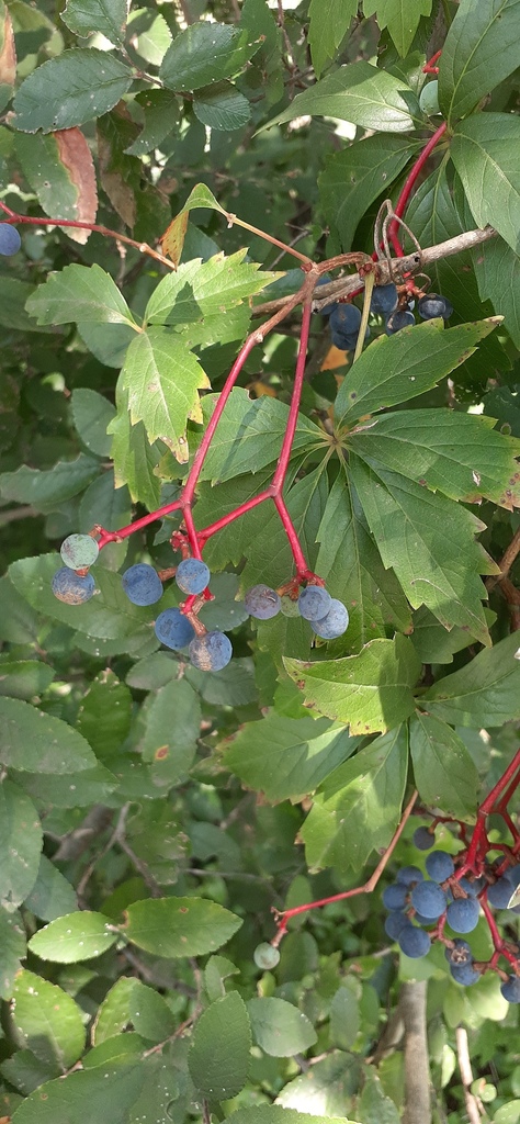 Photo Credit: Claire Sorenson