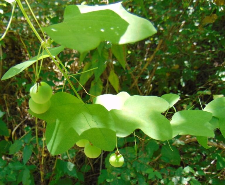 Photo Credit: Claire Sorenson