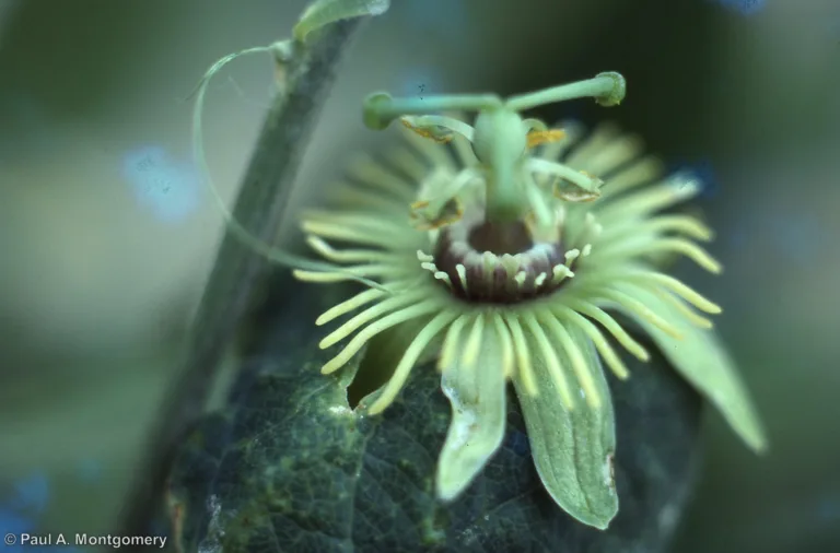 Photo Credit: Paul Montgomery