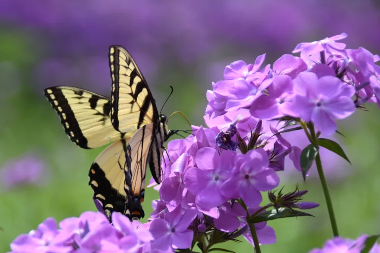 Picture of a Phlox pilosa and butterfly
