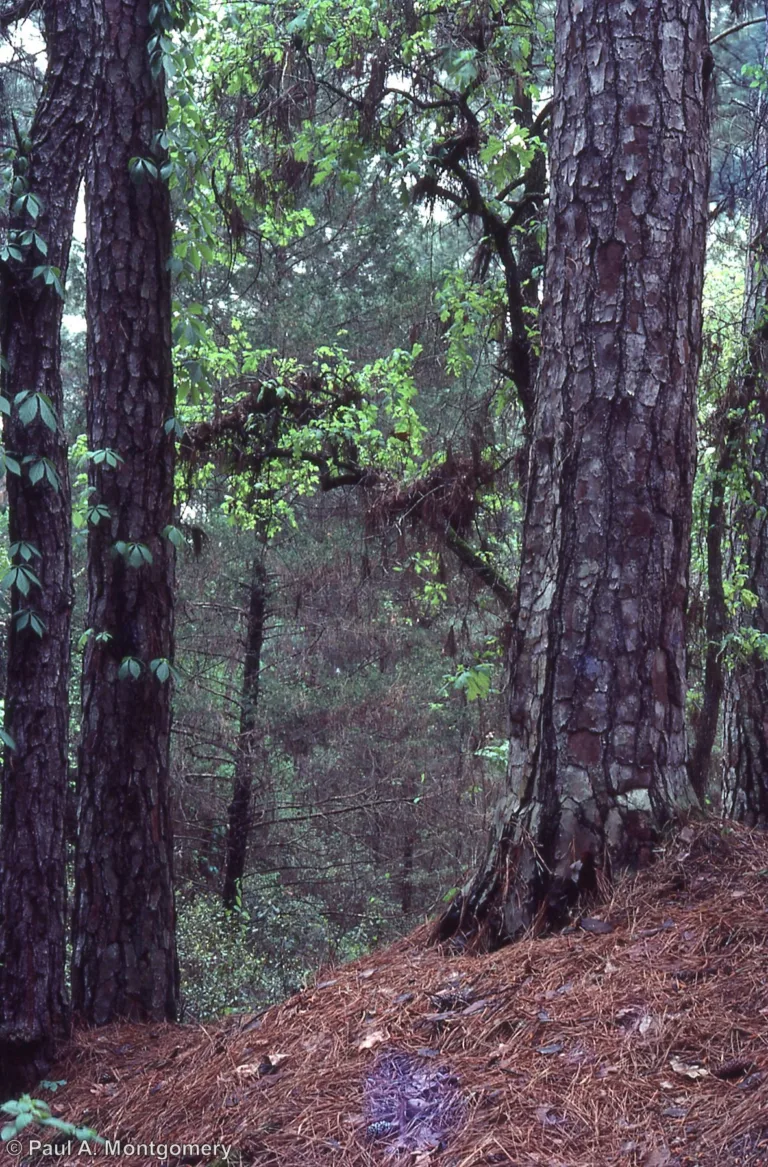 Photo Credit: Paul Montgomery