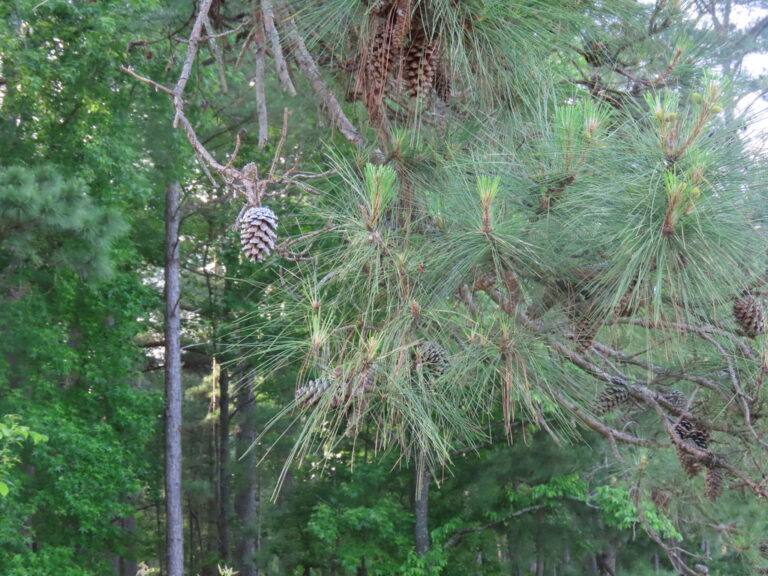 Photo Credit: Claire Sorenson