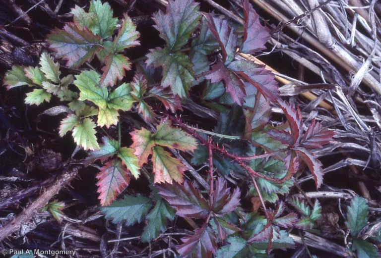 Photo Credit: Paul Montgomery