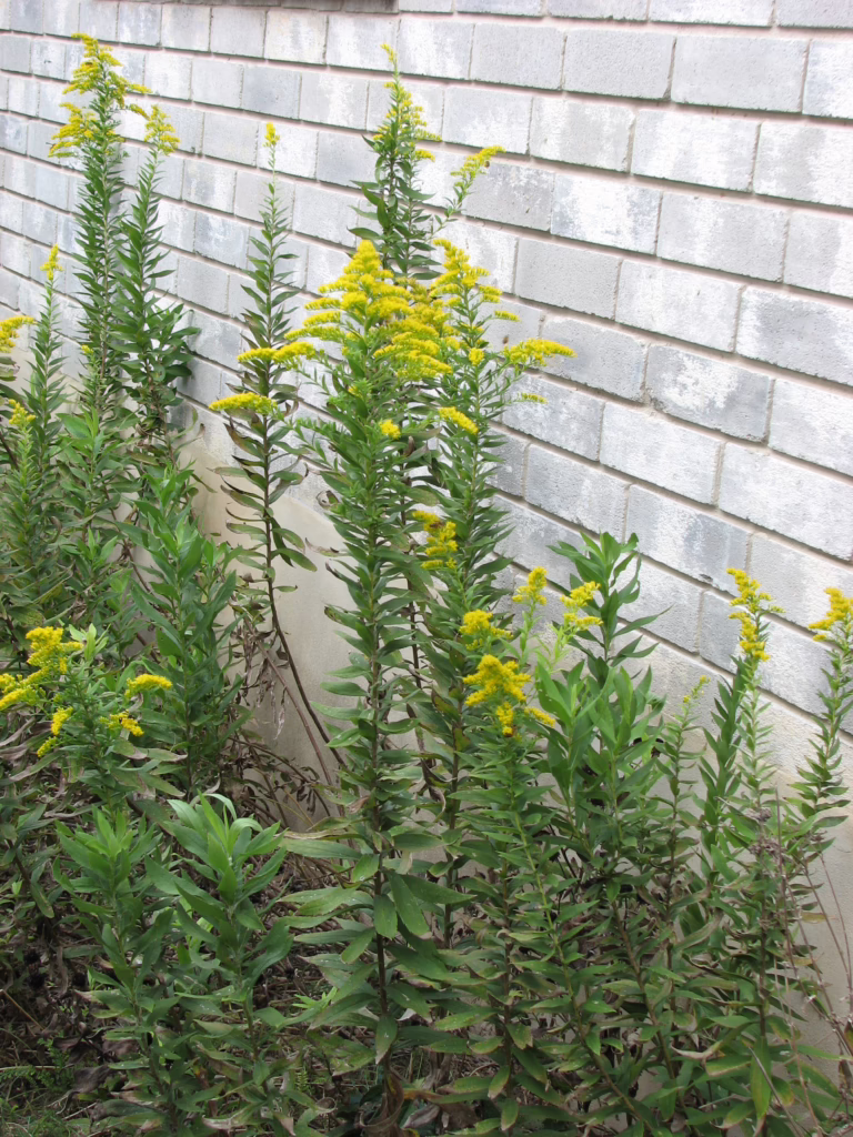 Photo Credit: Deedy Wright