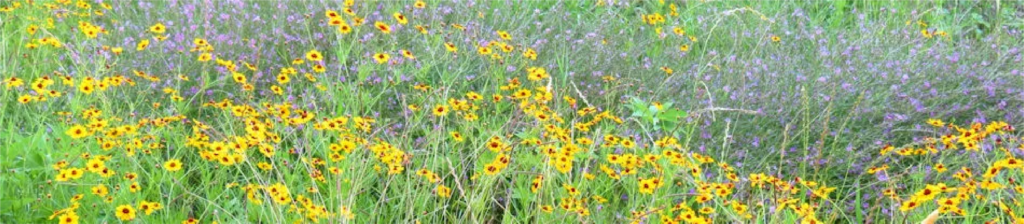 Field of yellow and purple wildflowers