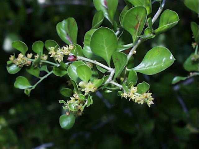 Photo Credit: http://www.bio.utexas.edu/courses/bio406d/images/pics/rhm/condalia_hookeri.htm