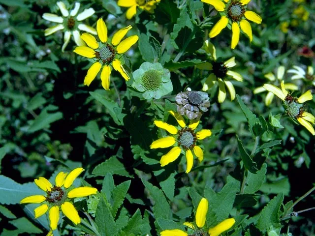 Courtesy: Bransford, W.D. and Dolphia, https://www.wildflower.org/gallery/result.php?id_image=16713