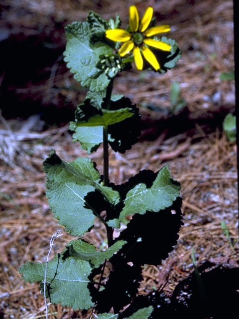 Courtesy: Flaigg, Norman G., https://www.wildflower.org/gallery/result.php?id_image=5071