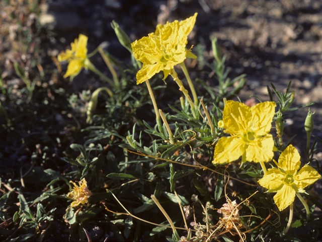 Photo Credit: Cliffe, Harry, https://www.wildflower.org/gallery/result.php?id_image=25672