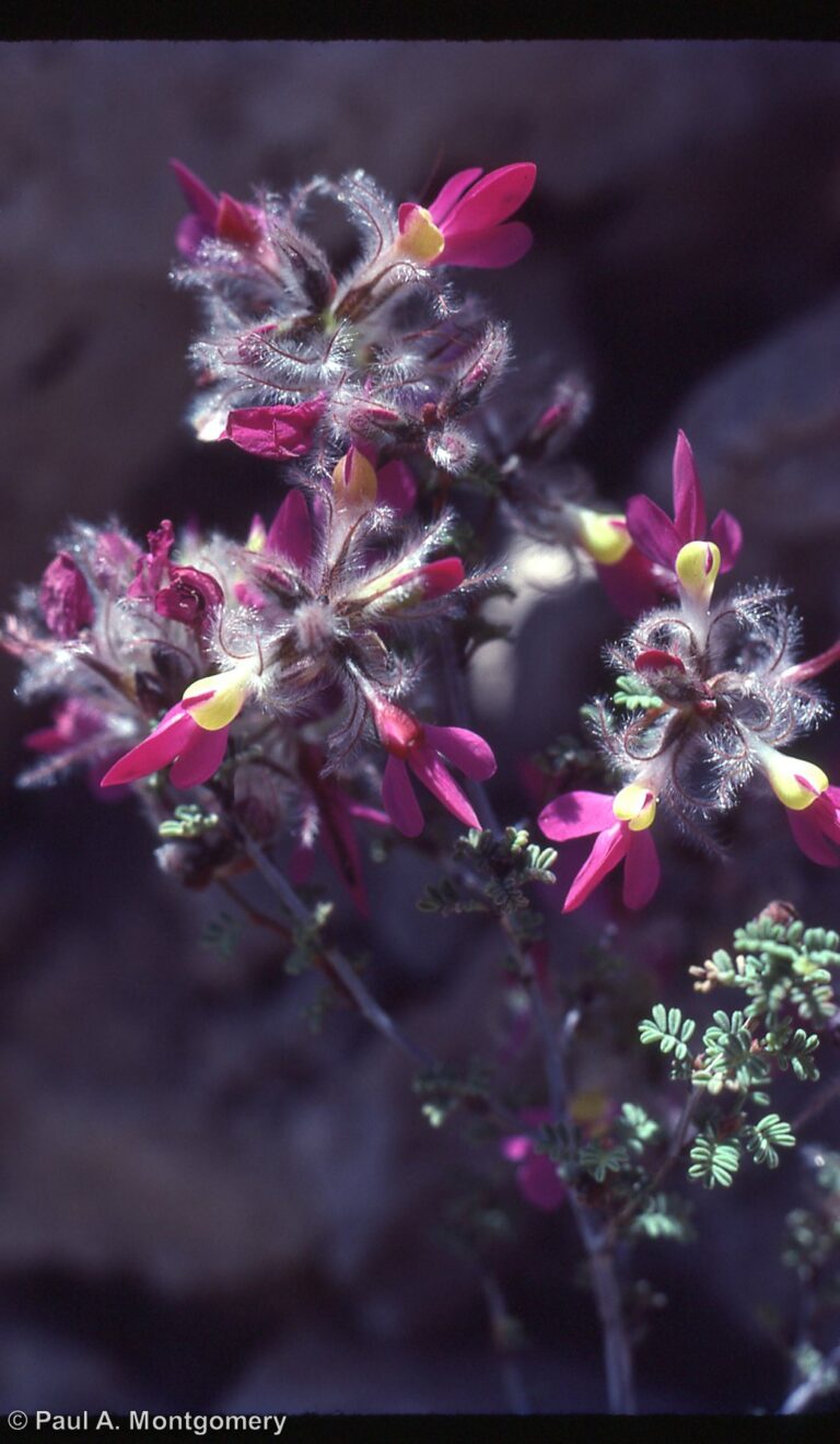 Photo Credit: Paul Montgomery