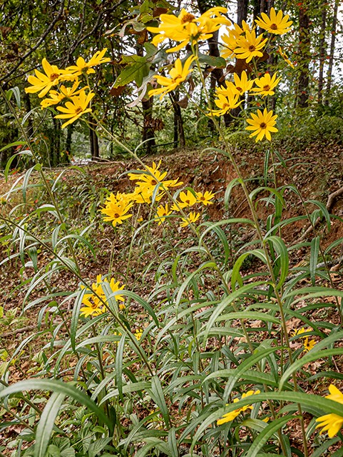 Photo Credit: Brundage, Stephanie, https://www.wildflower.org/gallery/result.php?id_image=84730