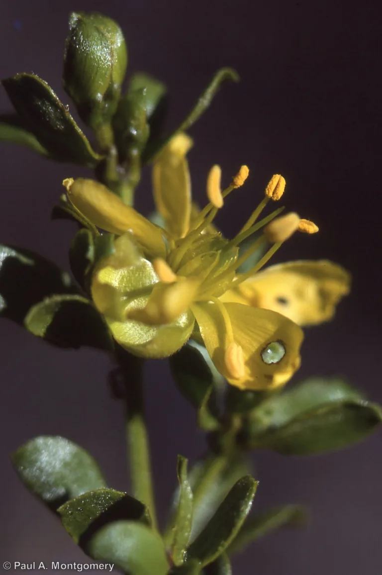 Photo Credit: Paul Montgomery