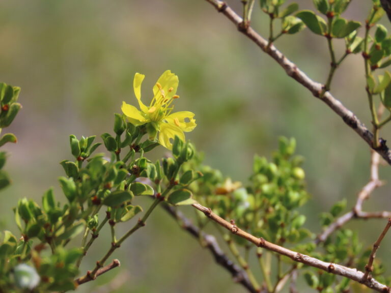 Photo Credit; Claire Sorenson