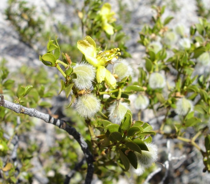 Photo Credit: Claire Sorenson