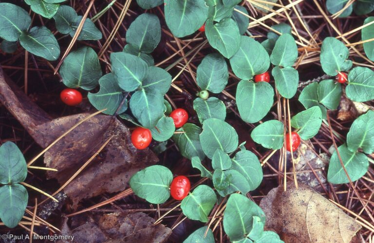 Photo Credit: Paul Montgomery