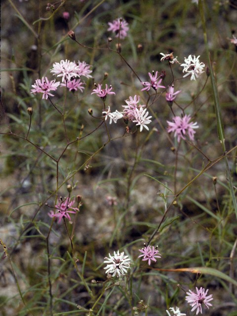 Photo Credit; Wasowski, Sally and Andy, https://www.wildflower.org/gallery/result.php?id_image=23541
