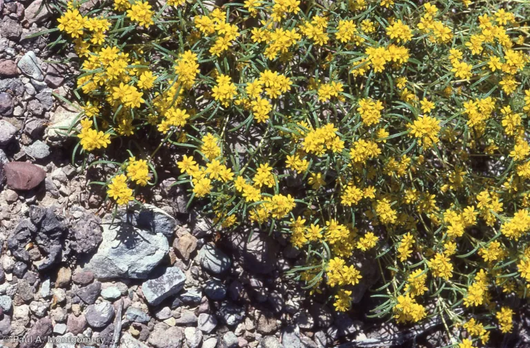 Photo Credit: Paul Montgomery