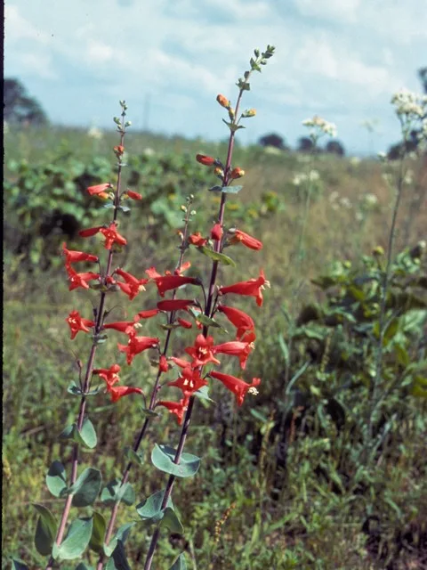 Photo Credit: Wasowski, Sally and Andy, https://www.wildflower.org/gallery/result.php?id_image=23645