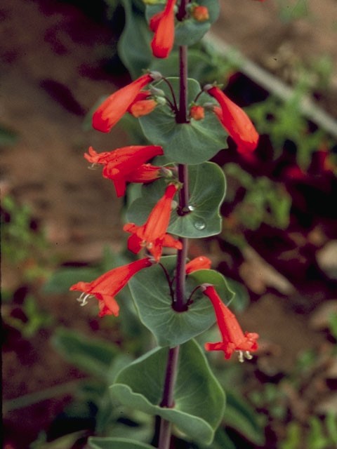 Photo Credit: Bransford, W.D. and Dolphia, https://www.wildflower.org/gallery/result.php?id_image=6026