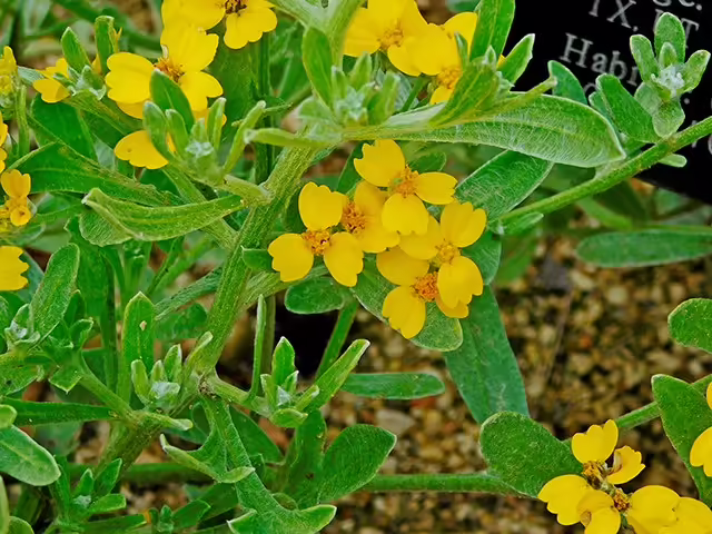 Photo Credit: Pyle, Lynn, https://www.wildflower.org/gallery/result.php?id_image=88325