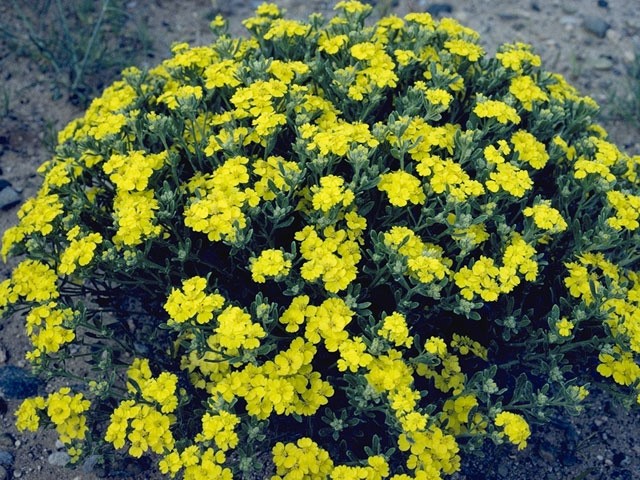 Photo Credit: Bransford, W.D. and Dolphia, https://www.wildflower.org/gallery/result.php?id_image=11066