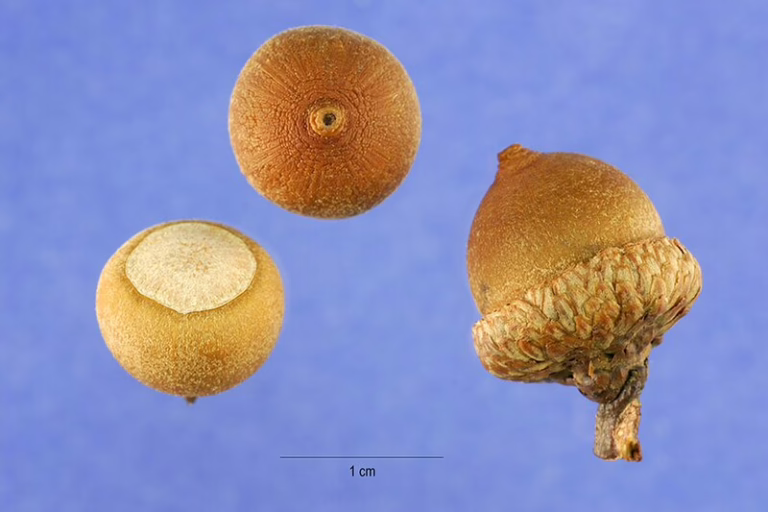 Photo Credit: https://commons.wikimedia.org/wiki/File:Quercus_falcata_acorns.jpg