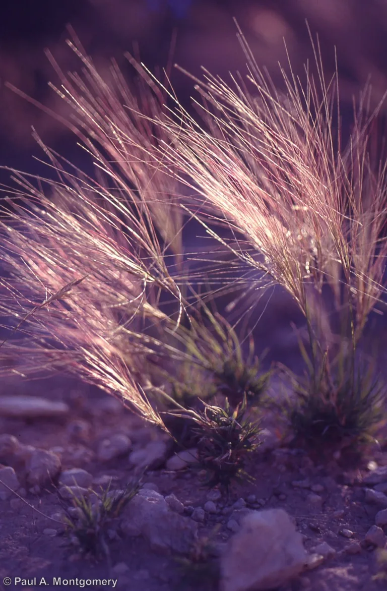 Photo Credit: Paul Montgomery